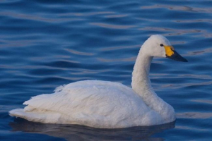 Kis swan (tundre swan) Kis swan (tundre swan)